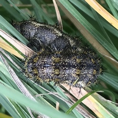 Hemileuca rubridorsa