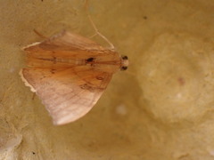 Oxyodes scrobiculata