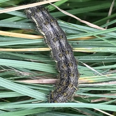 Hemileuca rubridorsa