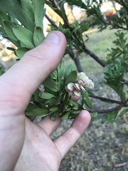 Grevillea iaspicula