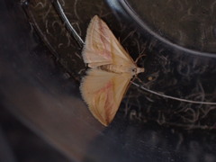 Eublemma roseana
