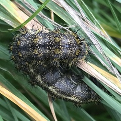 Hemileuca rubridorsa
