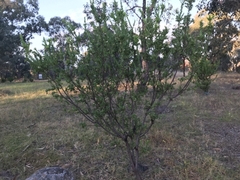 Grevillea iaspicula