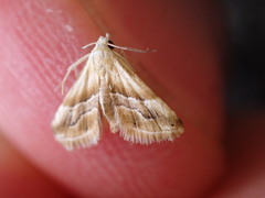 Eublemma roseana