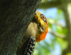 Melanerpes chrysogenys