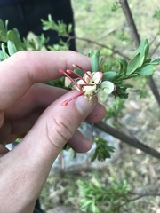Grevillea iaspicula