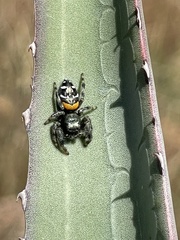 Paraphidippus basalis