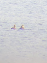 Melanitta perspicillata