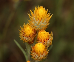 Waitzia acuminata acuminata