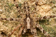 Enoploctenus