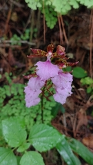 Rhynchostele bictoniensis