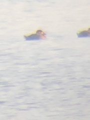 Melanitta perspicillata