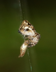 Cyclosa conica