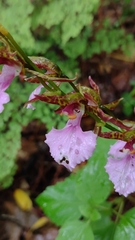 Rhynchostele bictoniensis