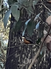 Acanthorhynchus tenuirostris