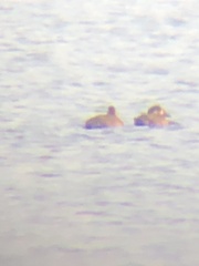 Melanitta perspicillata