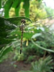 Agrionoptera insignis
