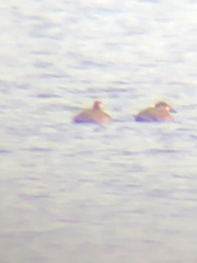 Melanitta perspicillata