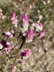Gomphrena sonorae