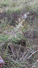 Echinochloa muricata