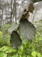 Quercus crassifolia