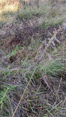 Echinochloa muricata