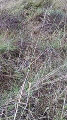 Echinochloa muricata