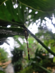 Agrionoptera insignis