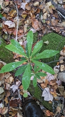 Daphne mezereum