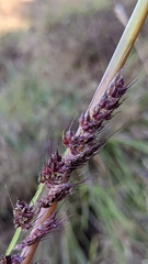 Echinochloa muricata