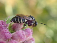 Triepeolus