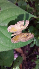 Perophthalma tullius