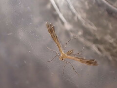 Pterophoridae