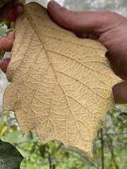 Quercus crassifolia