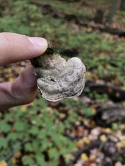 Trametes gibbosa