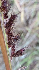 Echinochloa muricata