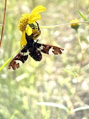 Exoprosopa dorcadion