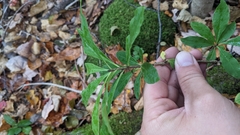 Daphne mezereum