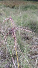 Echinochloa muricata