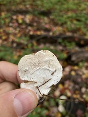Trametes gibbosa