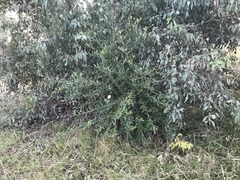 Olea europaea cuspidata