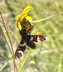 Exoprosopa dorcadion