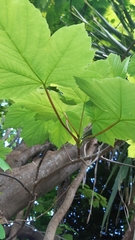Acer pseudoplatanus