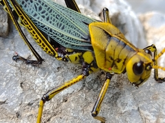 Taeniopoda tamaulipensis