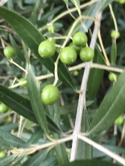 Olea europaea cuspidata