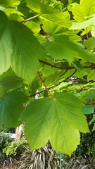 Acer pseudoplatanus