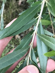 Olea europaea cuspidata