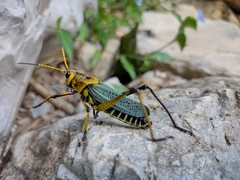 Taeniopoda tamaulipensis