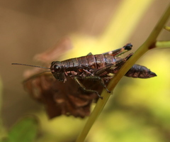 Booneacris glacialis