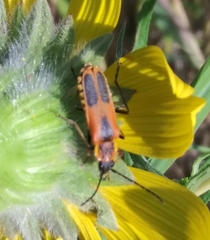 Chauliognathus limbicollis